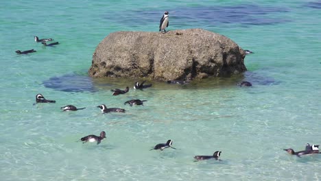 Dozens-of-jackass-black-footed-penguin-swim-near-Boulder-Beach-on-the-Cape-of-Good-Hope-South-Africa-2