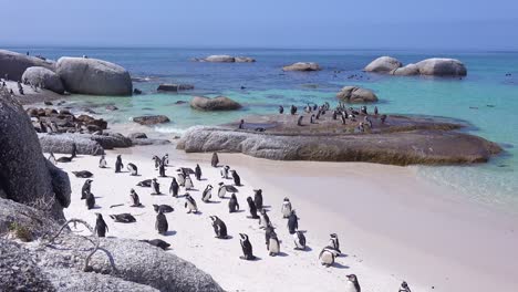 Dozens-of-jackass-black-footed-penguin-sit-on-a-beach-on-the-Cape-of-Good-Hope-South-Africa-3