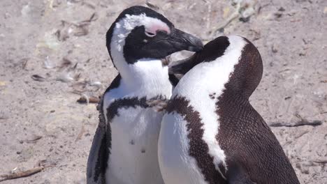 Esel-Schwarzfußpinguine-Pflegen-Sich-An-Einem-Strand-Am-Kap-Der-Guten-Hoffnung-In-Südafrika-South