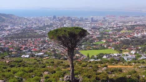 Aerial-over-skyline-of-downtown-Cape-Town-South-Africa-from-hillside-with-acacia-tree-in-foreground