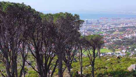 Aerial-reveal-skyline-of-downtown-Cape-Town-South-Africa-from-hillside-with-acacia-tree-in-foreground-1