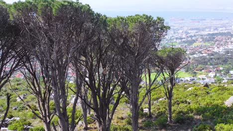 Aerial-rising-reveal-skyline-of-downtown-Cape-Town-South-Africa-from-hillside-with-acacia-tree-in-foreground