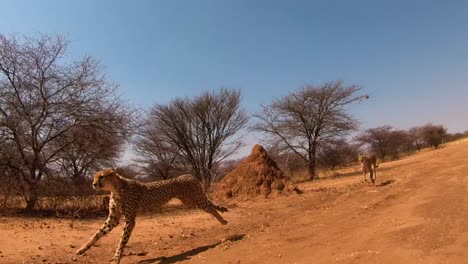 Zwei-Afrikanische-Geparden-Laufen-In-Zeitlupe-über-Die-Ebenen-Afrikas
