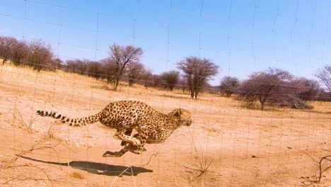 African-cheetahs-big-cats-running-in-slow-motion-behind-a-fence-at-a-cheetah-rehabilitation-and-conservation-center-in-Africa