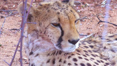 Beautiful-close-up-of-a-cheetah-with-soulful-brown-eyes-looking-into-the-distance-on-the-plains-of-Africa