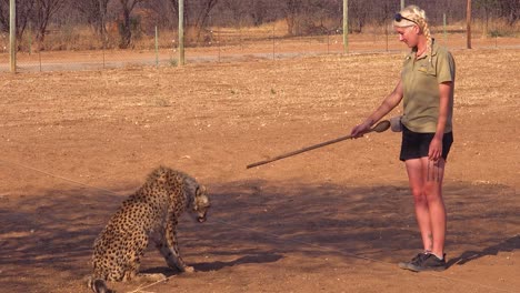 A-woman-trainer-trains-a-cheetah-using-a-stick-at-a-cheetah-conservation-and-rehabilitation-center-in-Namibia-Africa