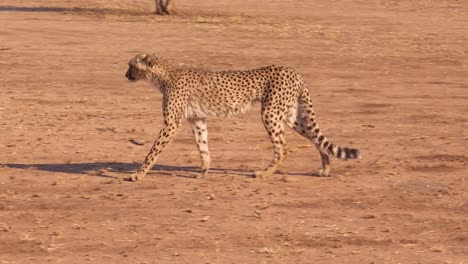 A-cheetah-walks-and-hunts-on-the-savannah-plains-of-Africa-in-this-safari-shot