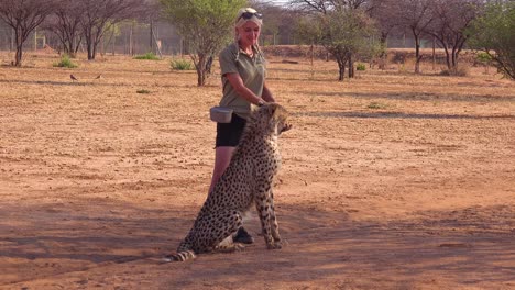 A-woman-trainer-trains-a-cheetah-using-meat-food-on-a-spoon-at-a-cheetah-conservation-and-rehabilitation-center-in-Namibia-Africa