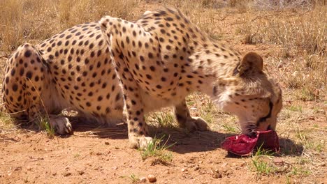 A-beautiful-cheetah-eats-fresh-red-meat-on-the-plains-of-Africa