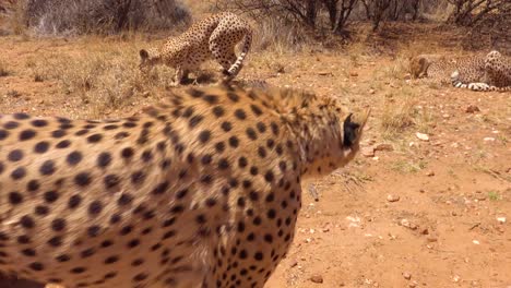 A-cheetah-kisses-the-camera-on-safari-in-Africa