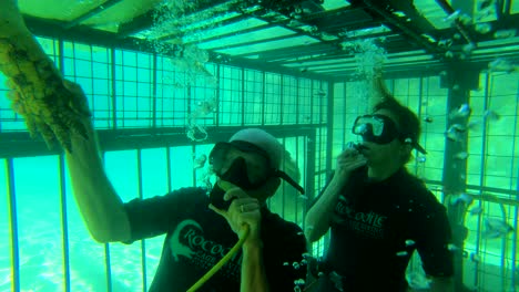 A-man-cage-dives-with-African-crocodiles-on-the-Zambezi-River-in-Zimbabwe-Africa-shaking-hands-with-one