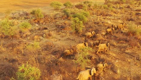 Antena-Drone-Sobre-Una-Enorme-Manada-Familiar-De-Elefantes-Africanos-Moviéndose-A-Través-De-La-Selva-Y-La-Sabana-De-África-Parque-Erindi-Namibia
