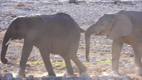 Dos-Lindos-Elefantes-Jóvenes-Caminan-Con-Uno-Tirando-De-La-Cola-De-Los-Demás-En-Un-Abrevadero-En-El-Parque-Nacional-De-Etosha,-Namibia