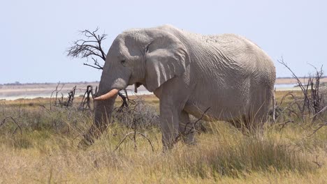 Gorgeous-and-rare-white-elephant-on-the-salt-pan-covered-in-white-dust-at-Etosha-National-Park-Namibia-Africa
