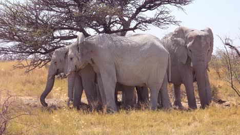 Rare-white-elephants-seek-shade-on-the-salt-pan-covered-in-white-dust-at-Etosha-National-Park-Namibia-Africa