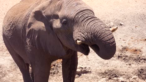 Close-up-of-an-African-elephant-using-his-trunk-to-get-a-drink-of-water-at-a-watering-hole-in-Etosha-national-park-Namibia