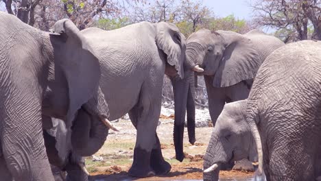 A-large-group-of-white-African-elephants-playfully-bathe-and-splash-at-a-watering-hole-at-Etosha-National-Park-Namibia-Africa-1