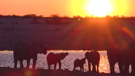 Thirsty-African-elephants-arrive-at-a-watering-hole-at-dusk-in-golden-sunset-light-and-bathe-and-drink-at-Etosha-National-Park-namibia