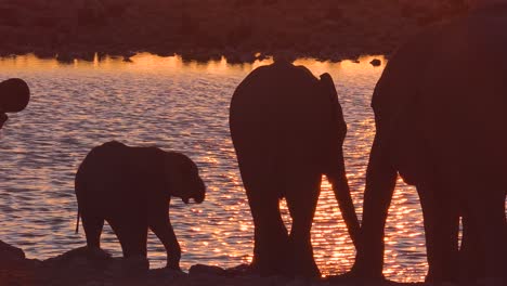 Durstige-Afrikanische-Elefanten-Kommen-In-Der-Abenddämmerung-Im-Goldenen-Abendlicht-An-Einer-Wasserstelle-An-Und-Baden-Und-Trinken-Im-Etosha-Nationalpark-Namibia-1