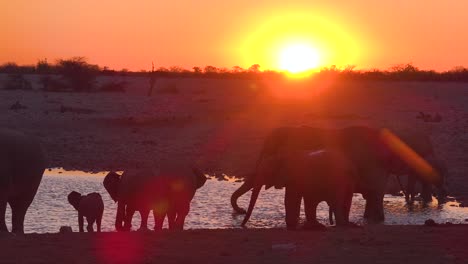 Durstige-Afrikanische-Elefanten-Kommen-In-Der-Abenddämmerung-Im-Goldenen-Abendlicht-An-Einer-Wasserstelle-An-Und-Baden-Und-Trinken-Im-Etosha-Nationalpark-Namibia-2
