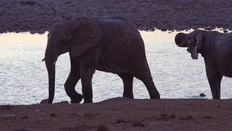 Durstige-Afrikanische-Elefanten-Kommen-In-Der-Abenddämmerung-Im-Goldenen-Abendlicht-An-Einer-Wasserstelle-An-Und-Baden-Und-Trinken-Im-Etosha-Nationalpark-Namibia-3