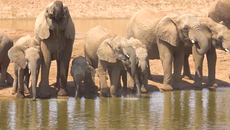 A-large-herd-of-thirsty-and-dusty-African-elephants-arrive-at-a-watering-hole-and-drink-and-play-in-Erindi-Park-Namibia-3
