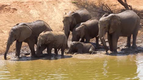 Bemerkenswerte-Aufnahmen-Einer-Familienherde-Afrikanischer-Elefanten,-Die-Ein-Schlammbad-An-Einer-Wasserstelle-Im-Erindi-Park-Namibia-Afrika-Genießen-1