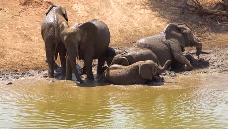 Bemerkenswerte-Aufnahmen-Einer-Familienherde-Afrikanischer-Elefanten,-Die-Ein-Schlammbad-An-Einer-Wasserstelle-Im-Erindi-Park-Namibia-Afrika-Genießen-2