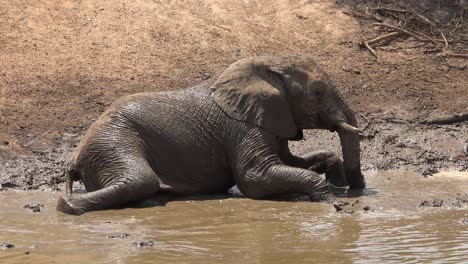Bemerkenswerte-Aufnahmen-Einer-Familienherde-Afrikanischer-Elefanten,-Die-Ein-Schlammbad-An-Einer-Wasserstelle-Im-Erindi-Park-Namibia-Afrika-Genießen-3