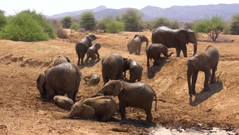 Bemerkenswerte-Aufnahmen-Einer-Familienherde-Afrikanischer-Elefanten,-Die-Ein-Schlammbad-An-Einer-Wasserstelle-Im-Erindi-Park-Namibia-Afrika-Genießen-5