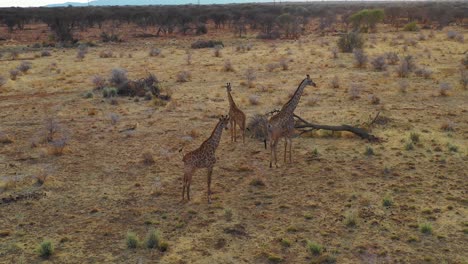 Aerial-over-giraffes-standing-on-the-savannah-on-safari-in-Erindi-Park-Namibia