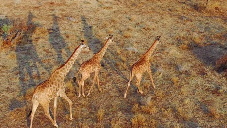 Beautiful-aerial-over-giraffes-walking-on-the-savannah-on-safari-in-Erindi-Park-Namibia