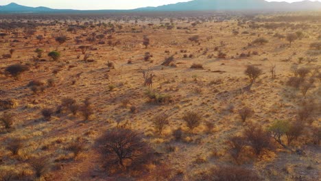 Beautiful-aerial-over-giraffes-walking-on-the-savannah-on-safari-in-Erindi-Park-Namibia-1