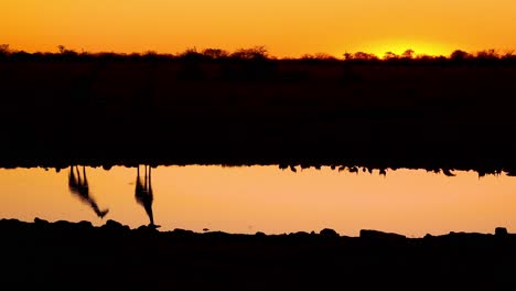 Remarkable-shot-of-giraffes-drinking-reflected-in-a-watering-hole-at-sunset-or-dusk-in-Etosha-National-Park-Namibia