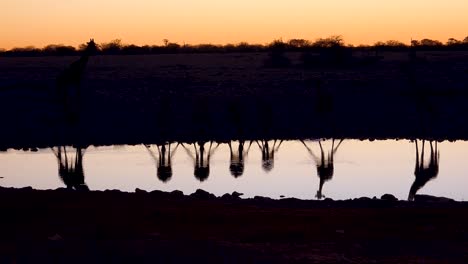 Bemerkenswerte-Aufnahme-Von-Giraffen,-Die-Sich-Bei-Sonnenuntergang-Oder-In-Der-Abenddämmerung-Im-Etosha-Nationalpark-In-Namibia-In-Einer-Wasserstelle-Widerspiegeln-2