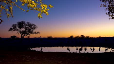 Bemerkenswerte-Aufnahme-Von-Giraffen,-Die-Sich-Bei-Sonnenuntergang-Oder-In-Der-Abenddämmerung-Im-Etosha-Nationalpark-In-Namibia-In-Einer-Wasserstelle-Widerspiegeln-4