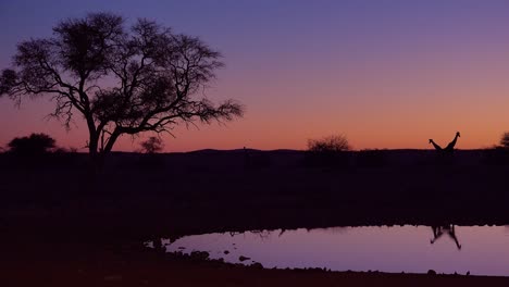 Bemerkenswerte-Aufnahme-Von-Giraffen,-Die-Sich-Bei-Sonnenuntergang-Oder-In-Der-Abenddämmerung-Im-Etosha-Nationalpark-In-Namibia-In-Einer-Wasserstelle-Widerspiegeln-5