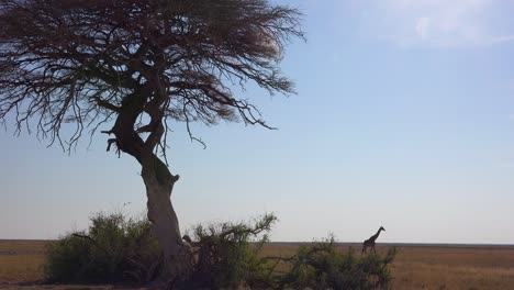A-lonely-giraffe-walks-on-the-open-savannah-in-Etosha-National-Park-Namibia