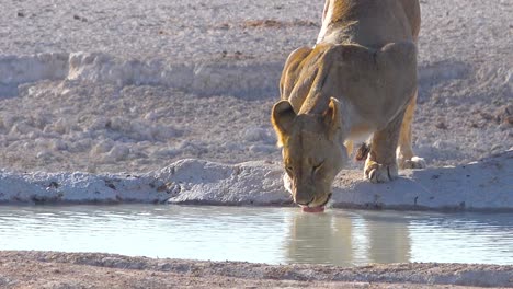 A-female-lion-drinks-at-a-watering-hole-in-Africa-at-Etosha-National-Park-Namibia