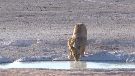 A-female-lion-drinks-at-a-watering-hole-in-Africa-at-Etosha-National-Park-Namibia-1