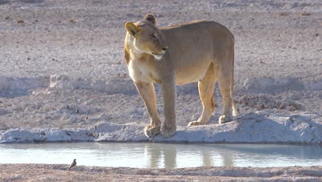 A-female-lion-stands-beside-a-watering-hole-in-Africa-at-Etosha-National-Park-Namibia