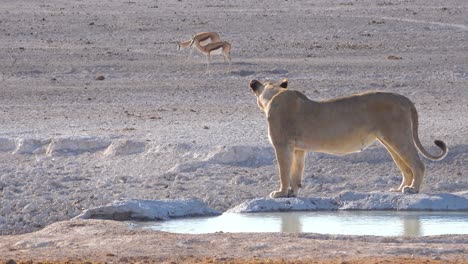 A-female-lion-stands-beside-a-watering-hole-looking-at-prey-springbok-antelope-in-distance-at-Etosha-National-Park-Namibia