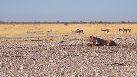 Two-female-lions-sit-on-the-savannah-in-Africa-contemplating-their-next-meal-as-springbok-antelope-walk-by-in-distance-1