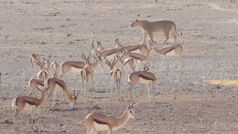 A-female-lion-walks-hunts-on-the-savannah-plain-of-Africa-with-springbok-antelope-all-around