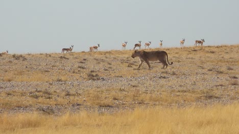 A-female-lion-walks-hunts-on-the-savannah-plain-of-Africa-with-springbok-antelope-all-around-1
