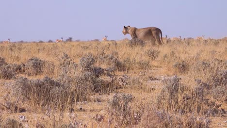 A-female-lion-hunts-on-the-savannah-plain-of-Africa-with-springbok-antelope-all-around