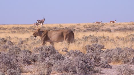 A-female-lion-hunts-on-the-savannah-plain-of-Africa-with-springbok-antelope-all-around-2