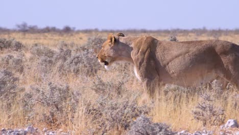 A-female-lion-hunts-on-the-savannah-plain-of-Africa-with-springbok-antelope-all-around-3