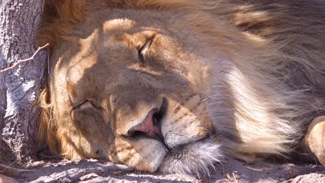 Extreme-close-up-of-a-male-lion-face-as-he-falls-asleep-on-the-plains-of-Africa