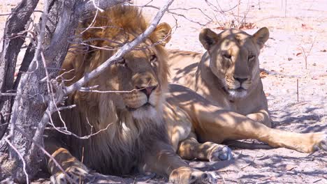 A-pride-of-lions-sits-on-the-savannah-plains-of-Africa-on-safari-in-Etosha-National-Park-Namibia-1